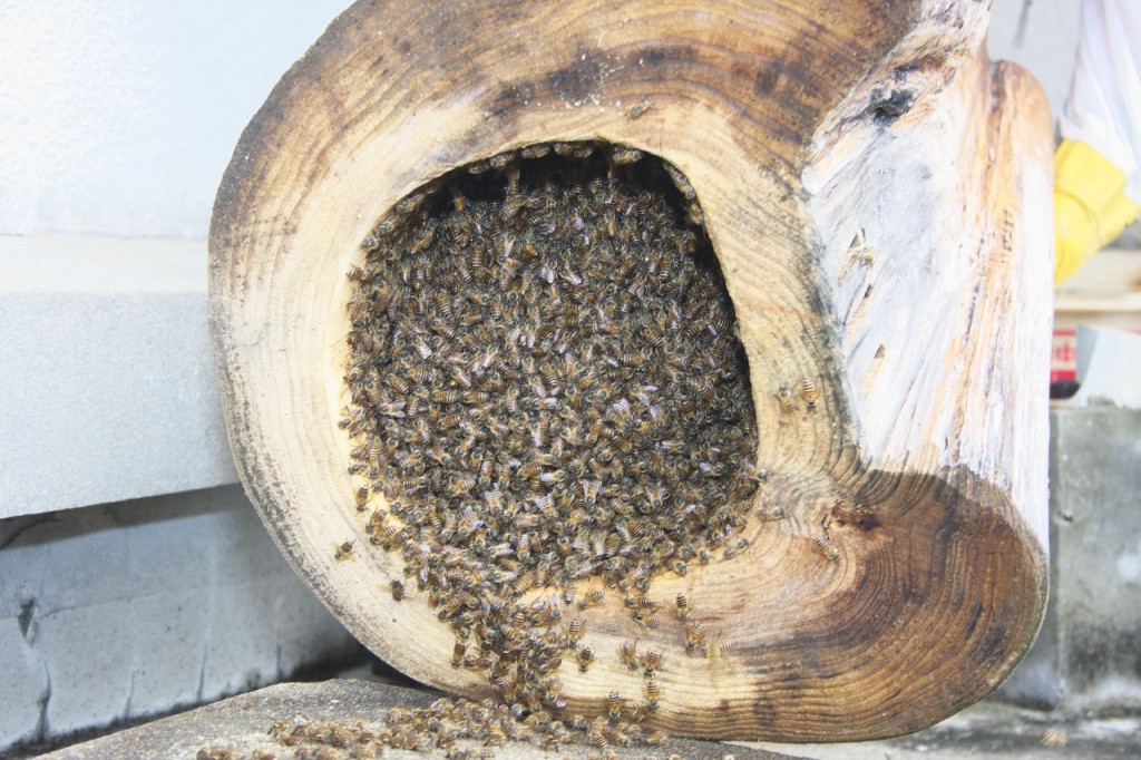 bottom view of tipped hive