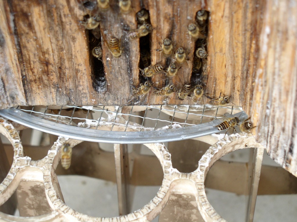 hive entrance activity