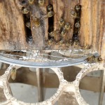 hive entrance activity