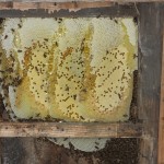 Japanese honey bee nest in wall, siding removed