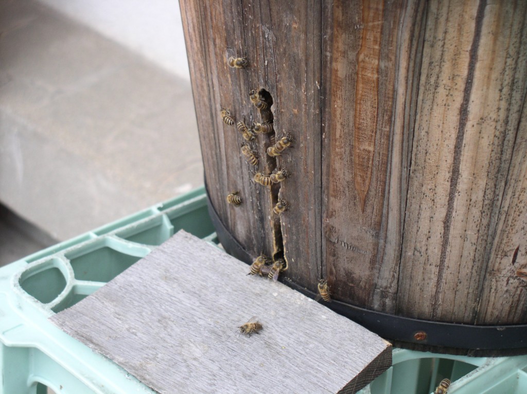 bees around entrance are "cooling" the hive