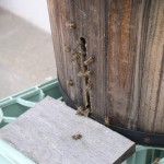 bees around entrance are "cooling" the hive