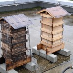 Two Japanese honey bee hives rear view