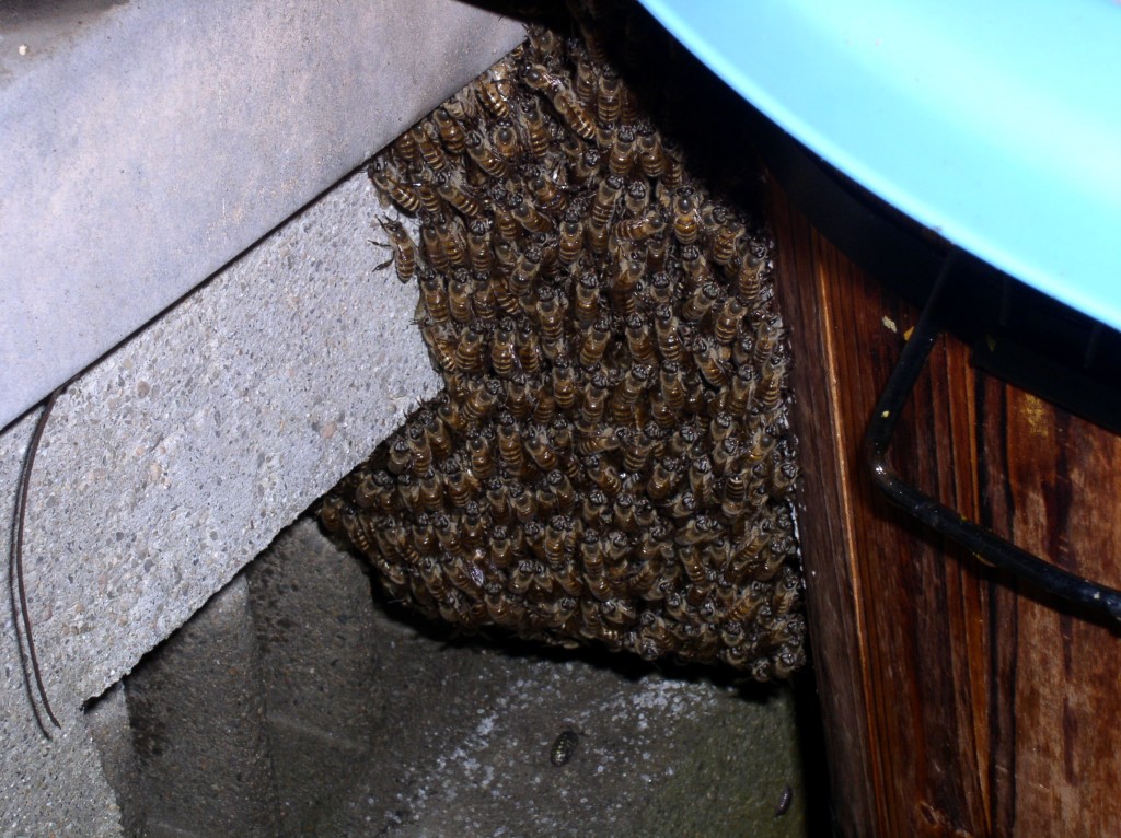 Closeup of cluster in back, outside of the hive
