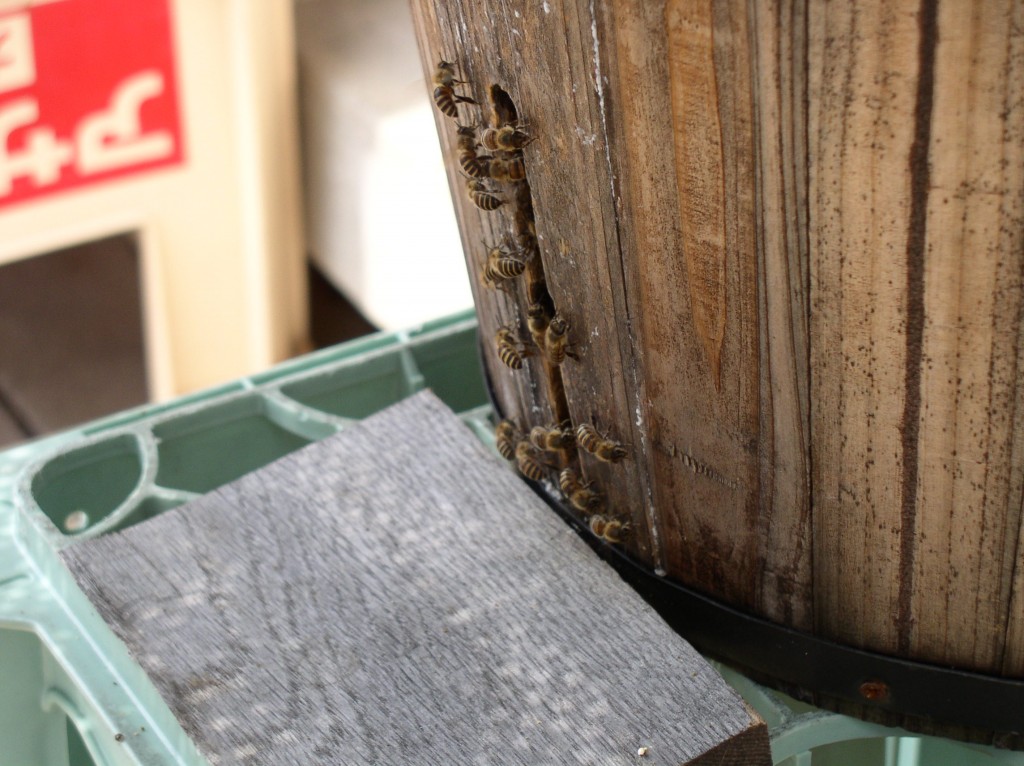 top bar hive entrance activity