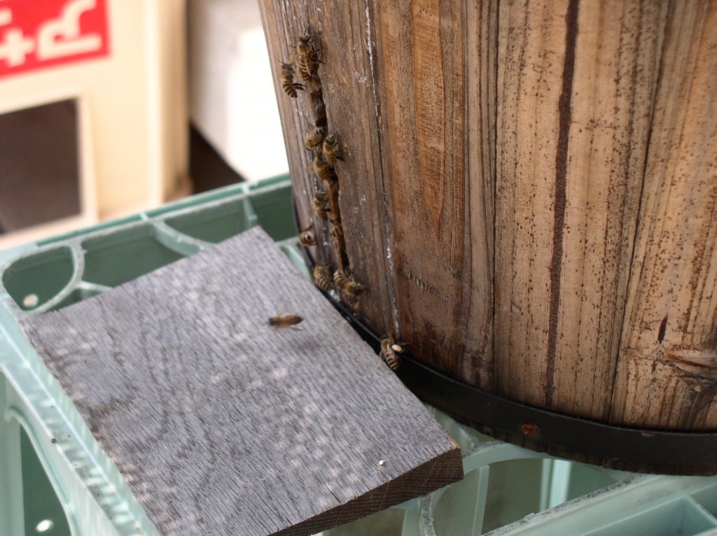 top bar hive bringing in pollen