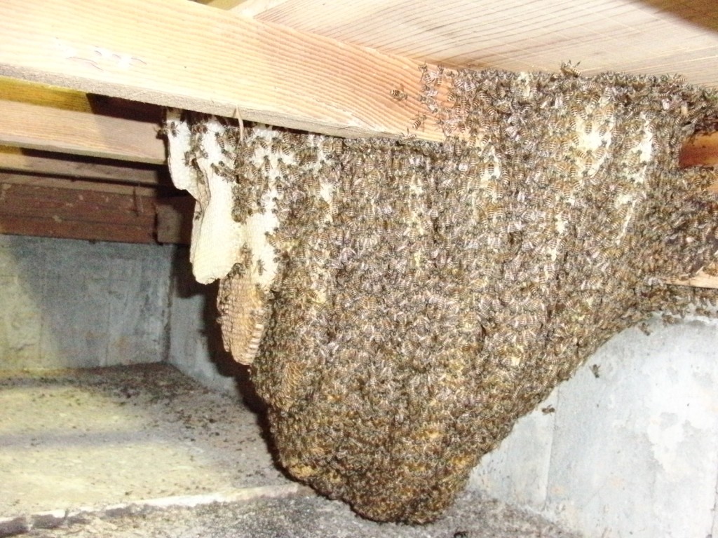 Colony under the floor before removal