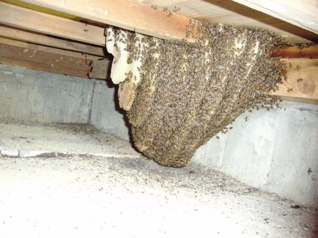 Colony under floor before removal
