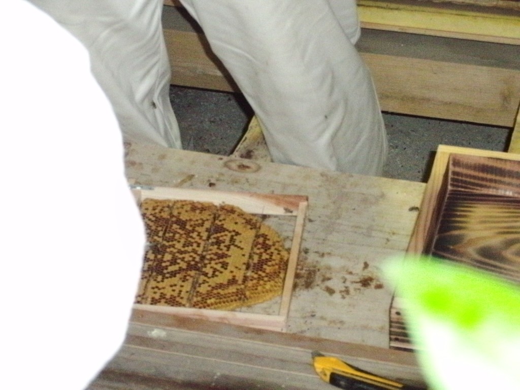 putting brood comb into frames