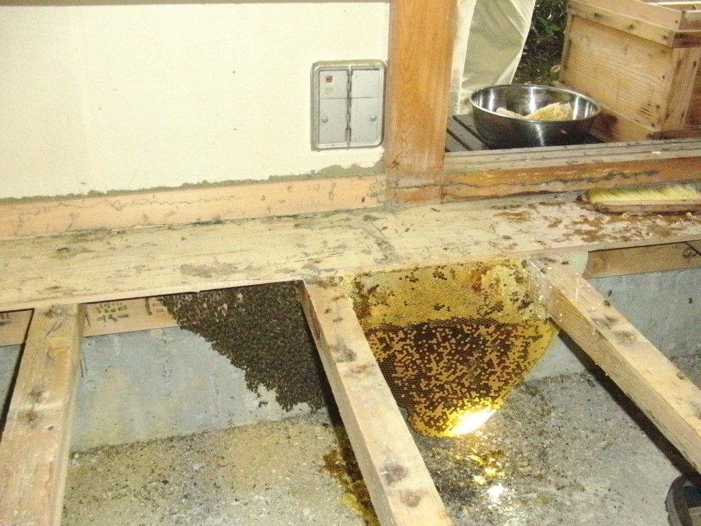 many bees have moved off the comb after having been smoked