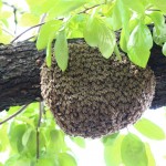 Swarm from yesterday, April 17, 2013