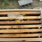 top view of hive that died out, showing frame spacing