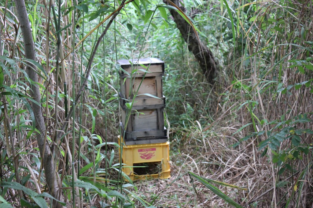 Beehive in the entomology area