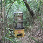 Beehive in the entomology area