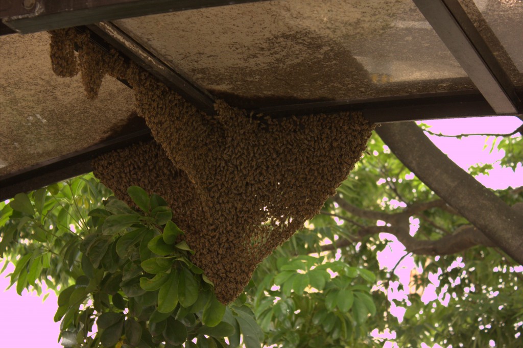 heart-shaped swarm hanging from top of carport