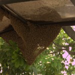 heart-shaped swarm hanging from top of carport