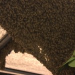 Closeup of hanging swarm