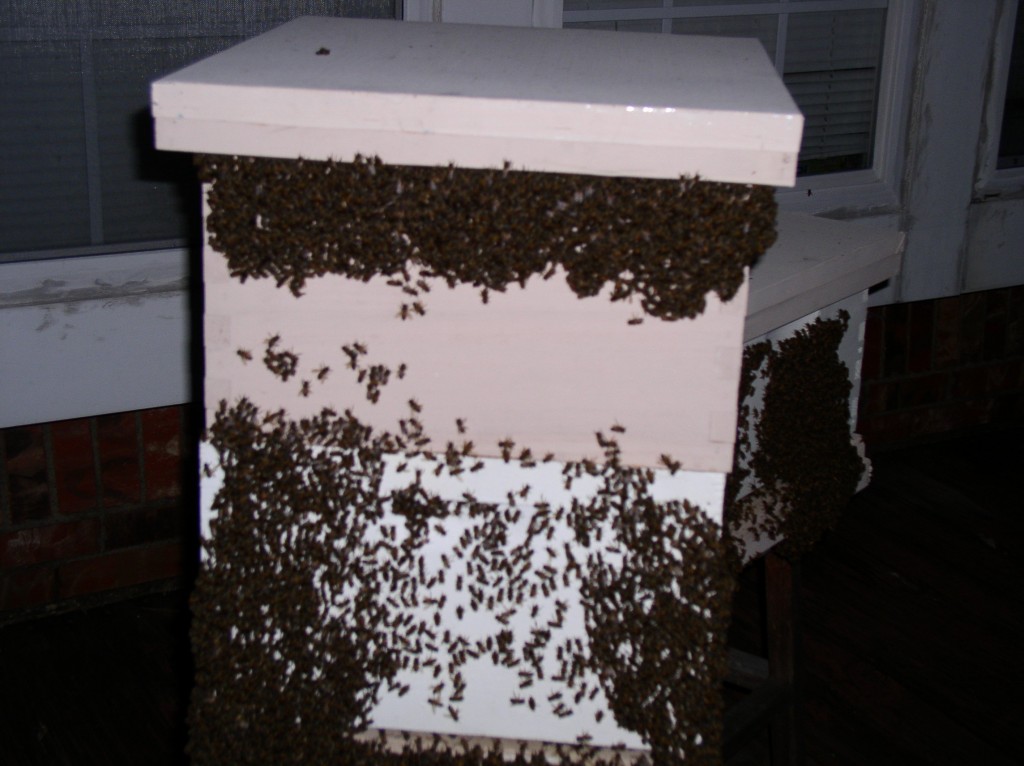 this hive has shims at the top for better ventilation